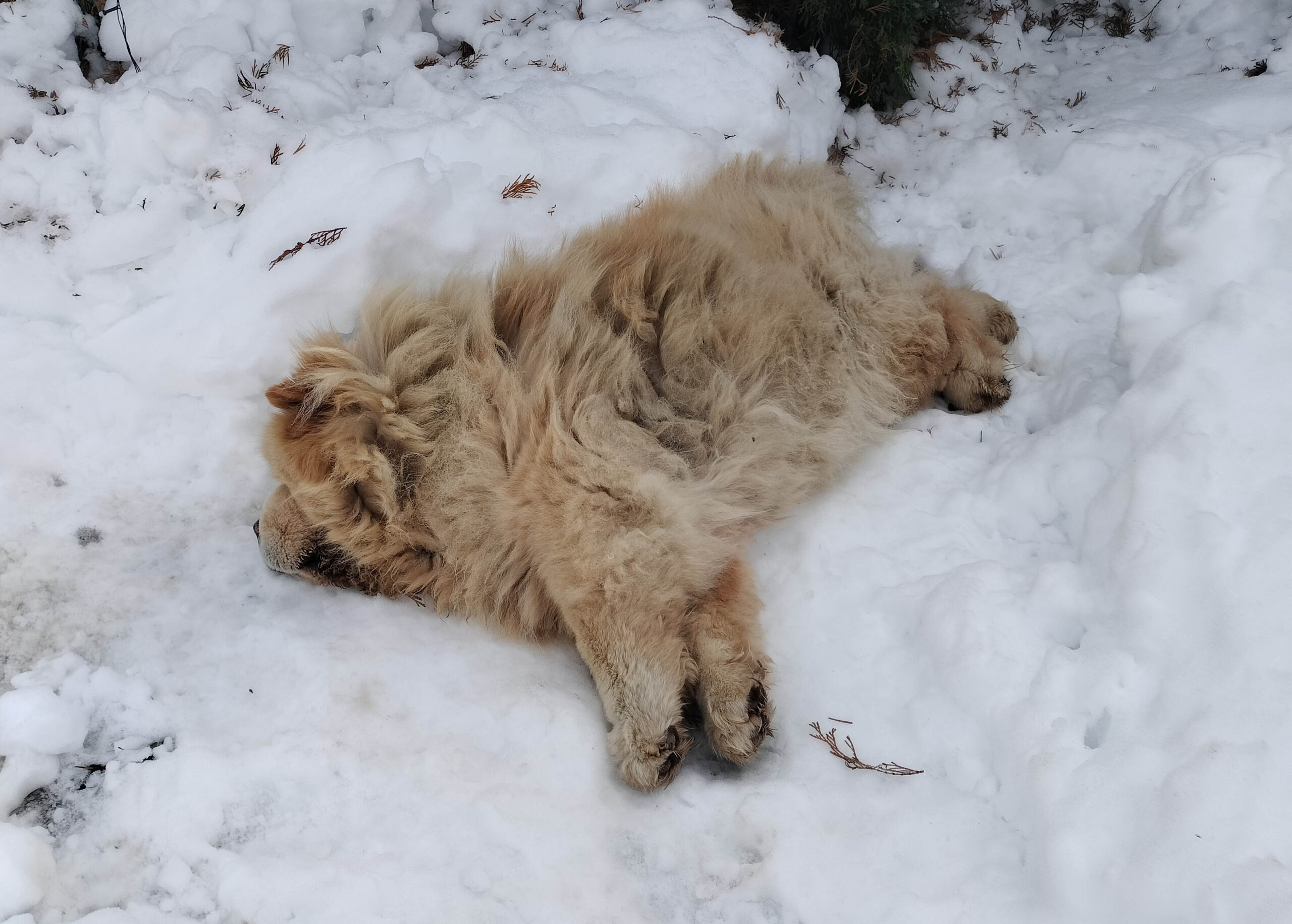Mistretul blanos de Domnesti Ilfov
